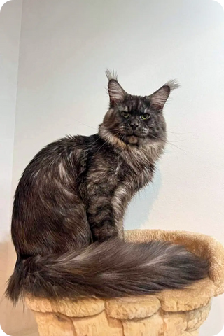 Amir | Maine Coon Kitten