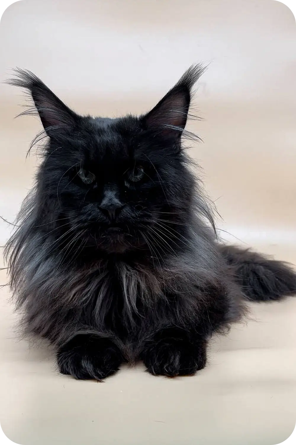 Ash | Maine Coon Kitten