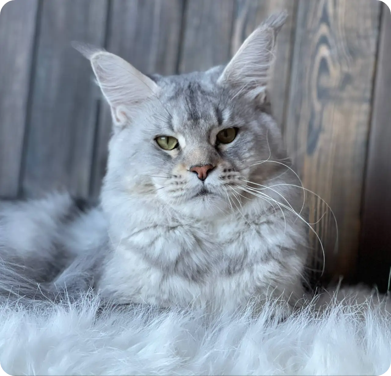 Cleopatra | Maine Coon Kitten