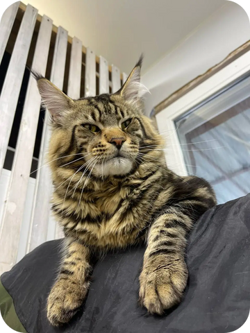 Bean | Maine Coon Kitten