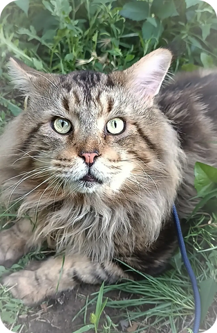 Foxy | Maine Coon Kitten