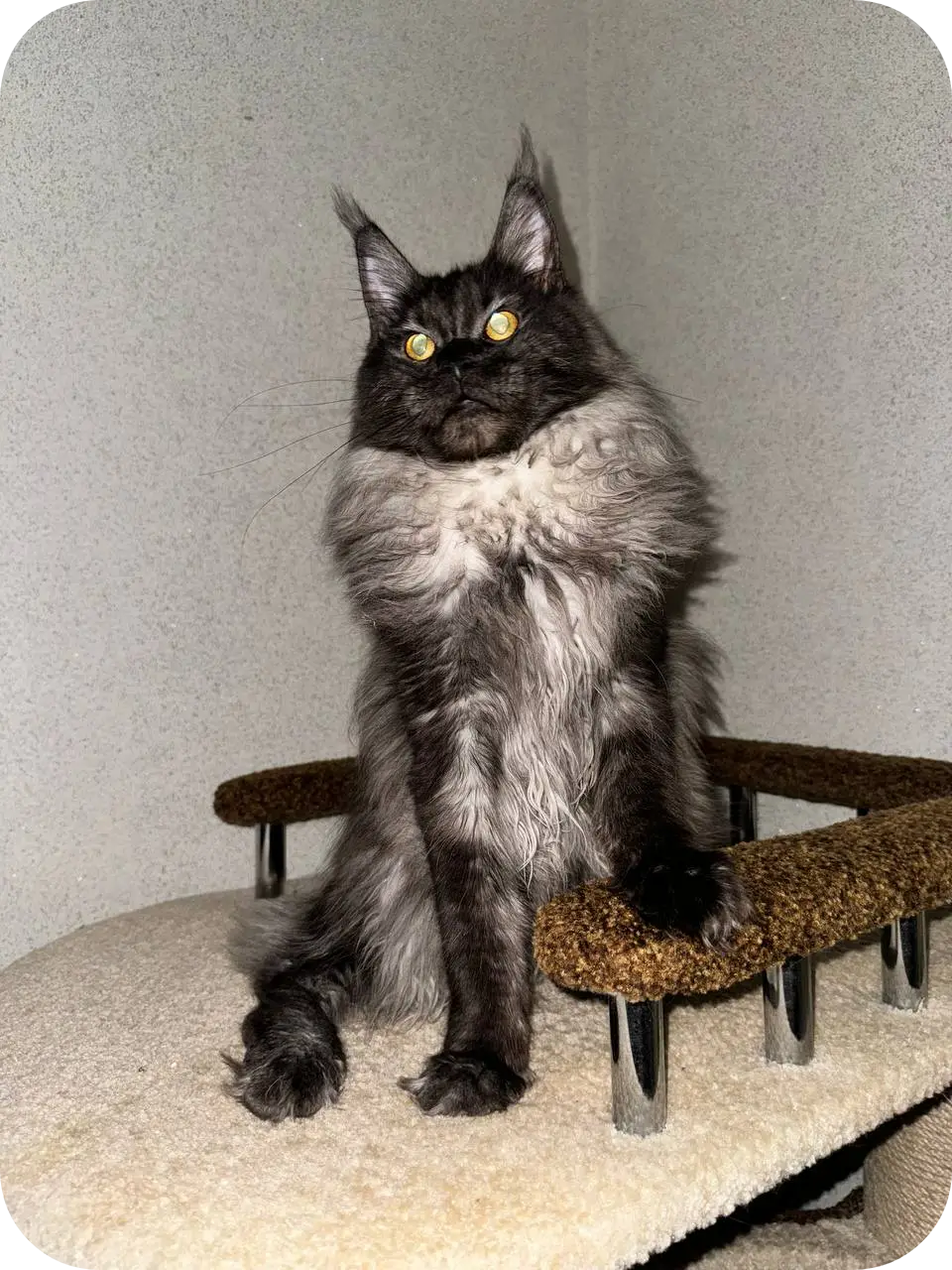 Icecream | Maine Coon Kitten