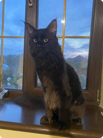 Indigo | Maine Coon Kitten