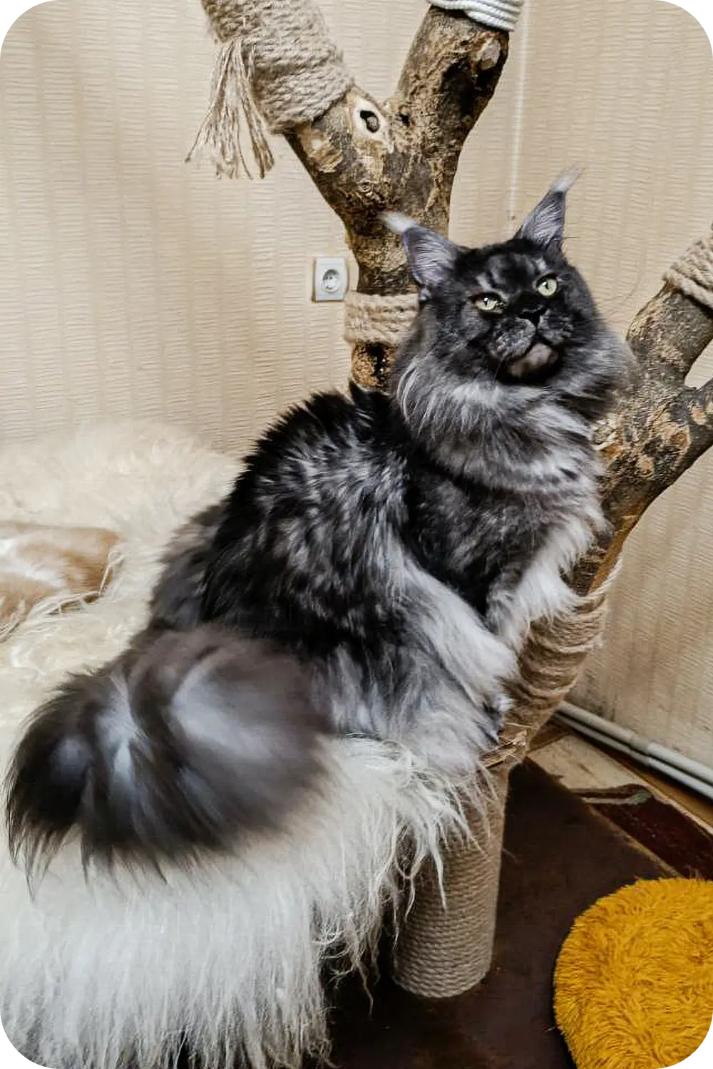 Jassy | Maine Coon Kitten