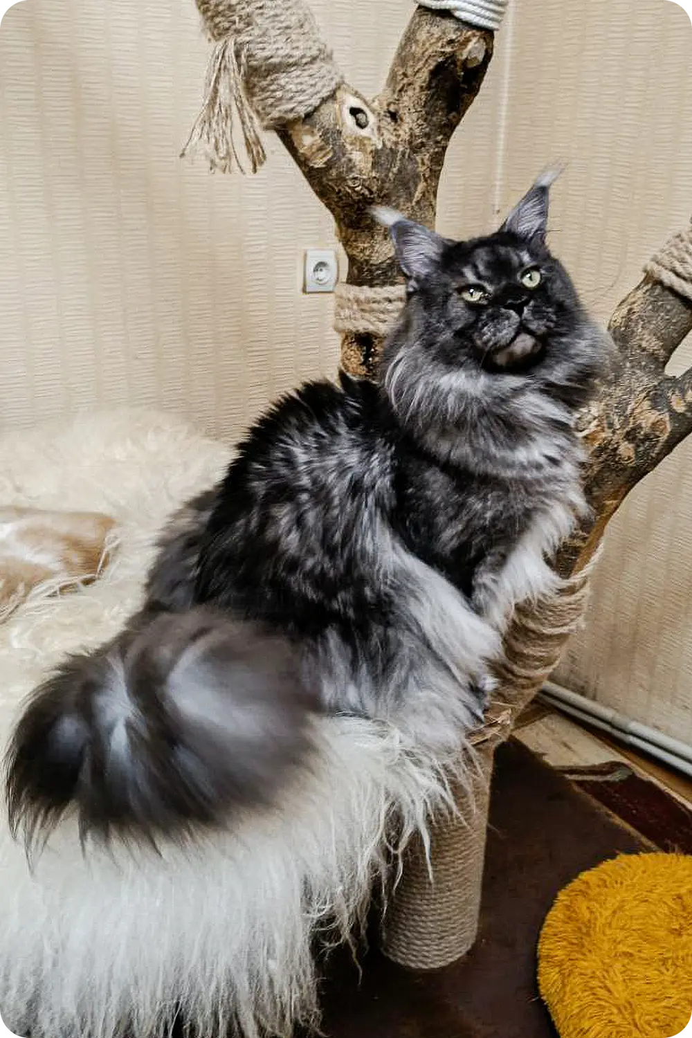 Jim | Maine Coon Kitten