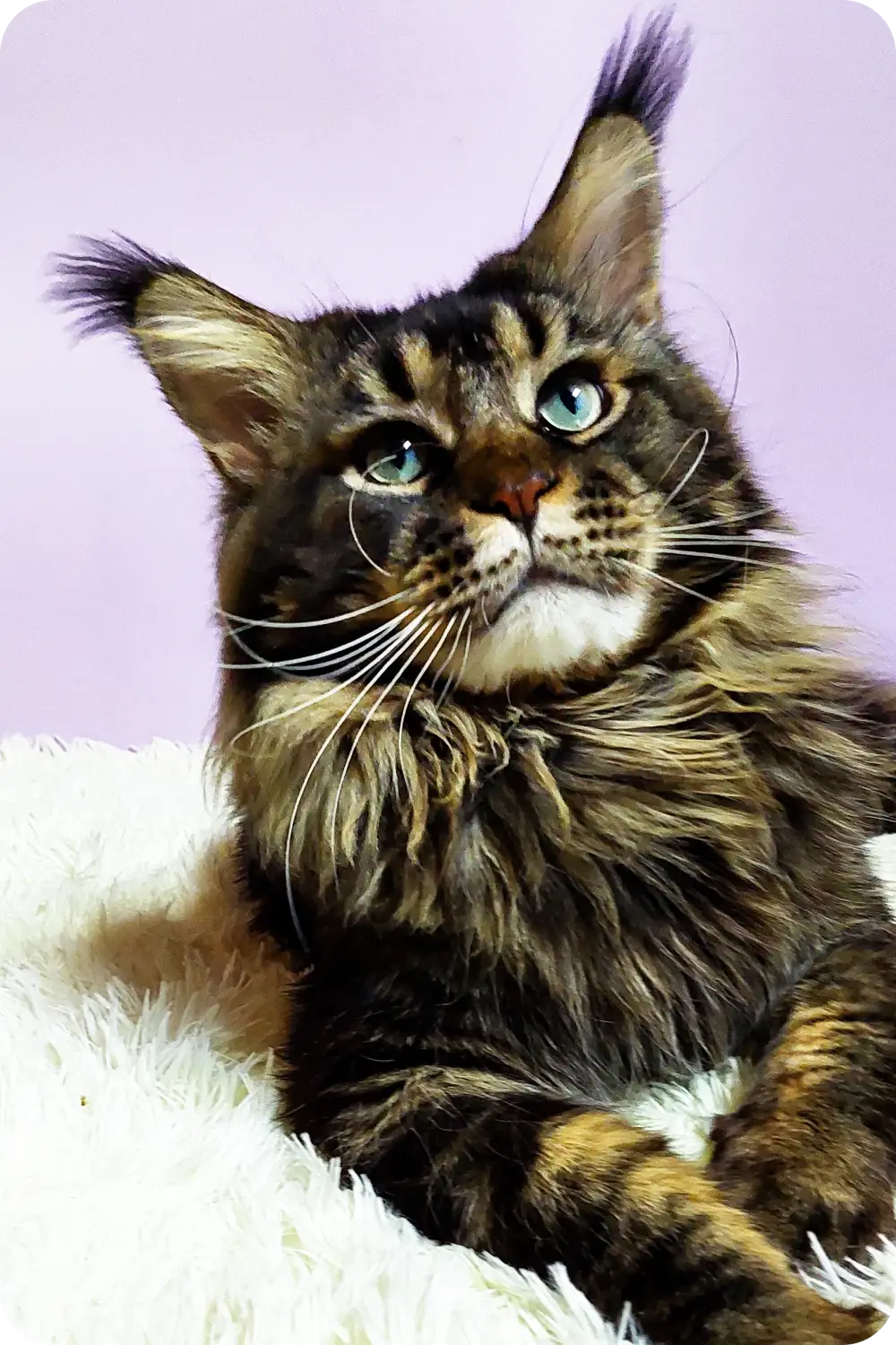 Love | Maine Coon Kitten