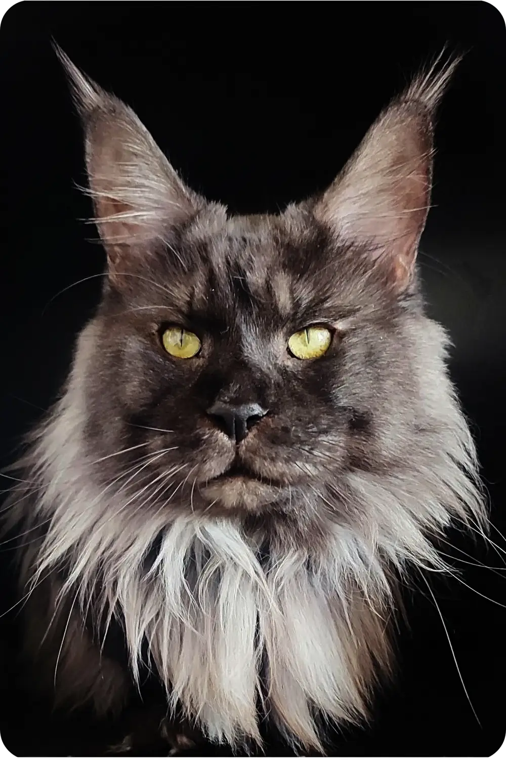 Nickel | Maine Coon Kitten