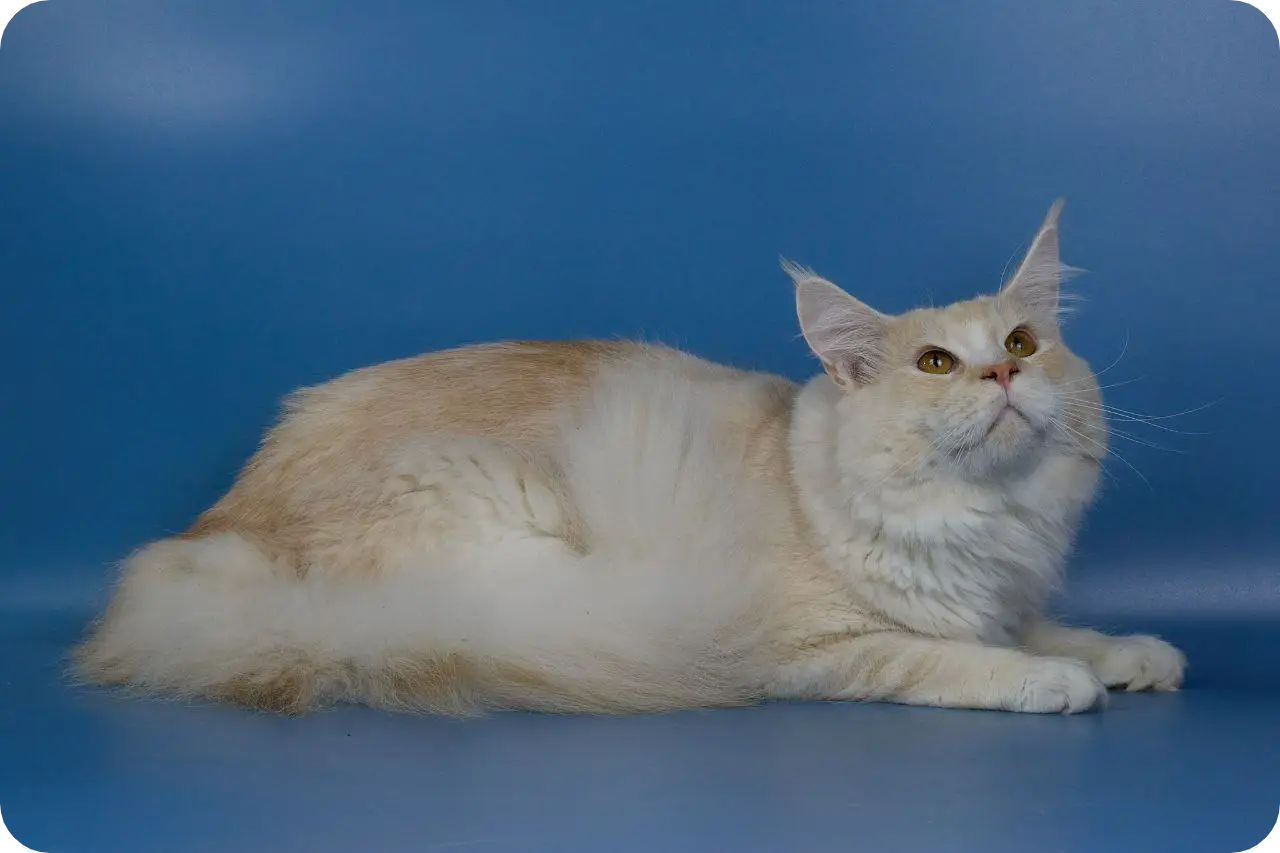 Quilt | Maine Coon Kitten