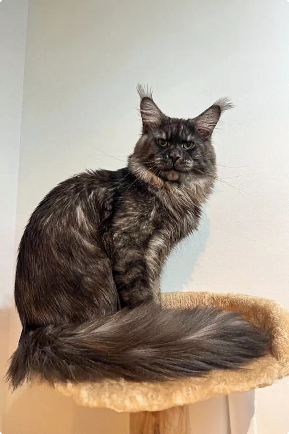 Sakura| Maine Coon Kitten