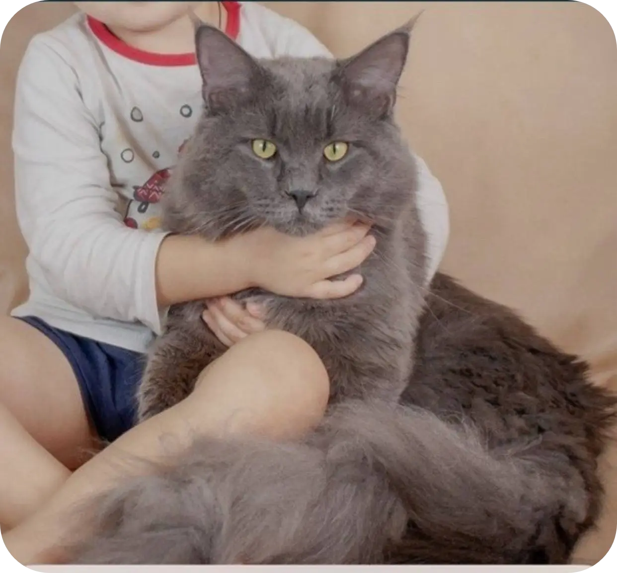 Tarius | Maine Coon Kitten
