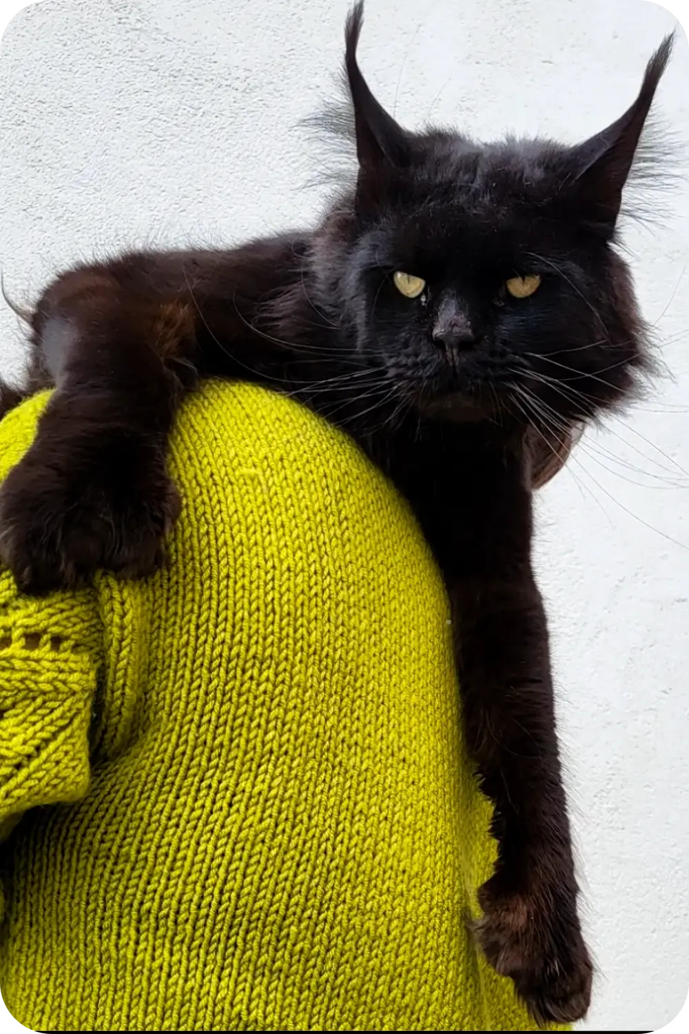 Touareg | Polydactyl Maine Coon Kitten