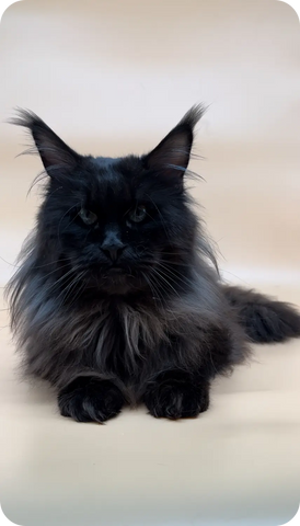 Viktor | Maine Coon Kitten