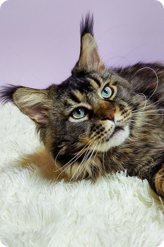 Yosef | Maine Coon Kitten