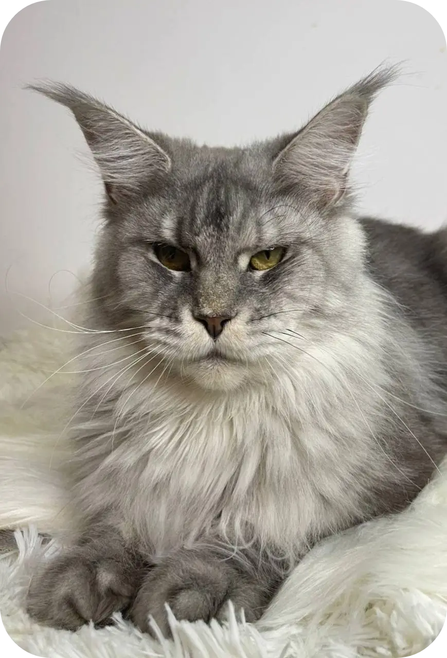 Alexandra | Maine Coon Kitten