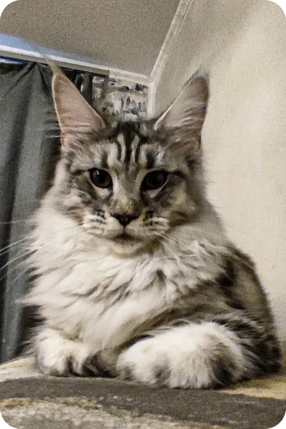 Alexa | Maine Coon Kitten