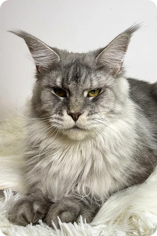 Amir | Maine Coon Kitten