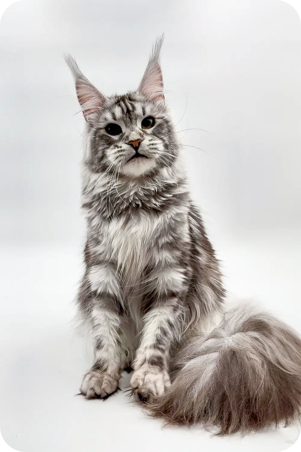 Ash | Maine Coon Kitten