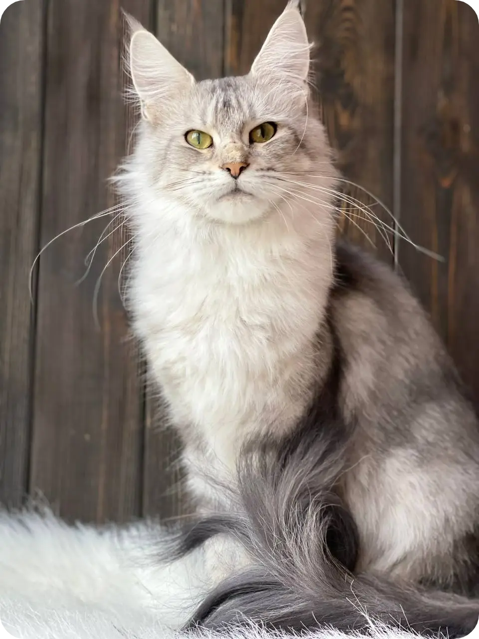 Cleopatra | Maine Coon Kitten