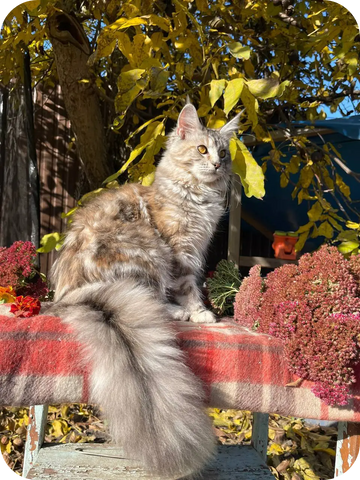 Bean | Maine Coon Kitten
