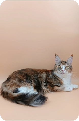 Foxy | Maine Coon Kitten