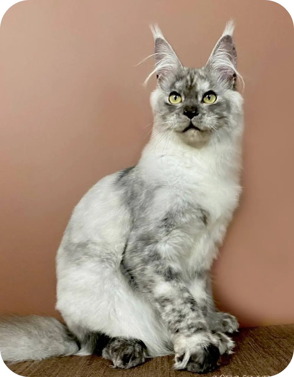 Icecream | Maine Coon Kitten