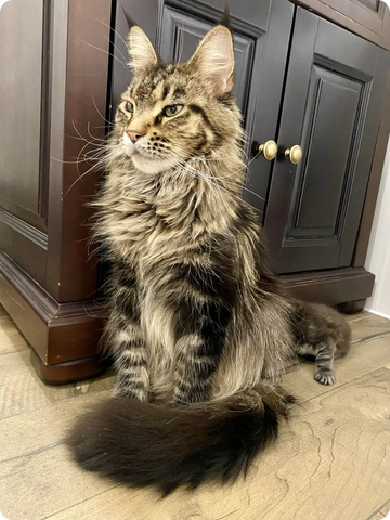 Indigo | Maine Coon Kitten