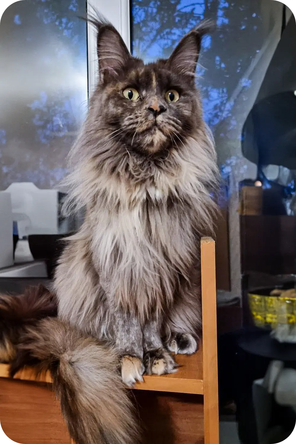 Jassy | Maine Coon Kitten