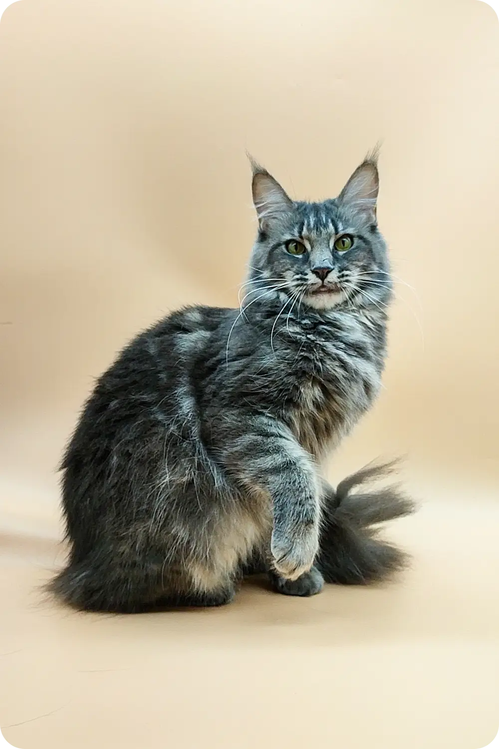 Jeany | Maine Coon Kitten