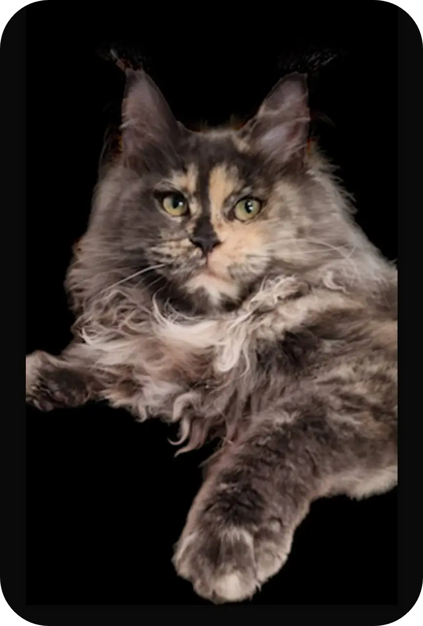Lien | Maine Coon Kitten