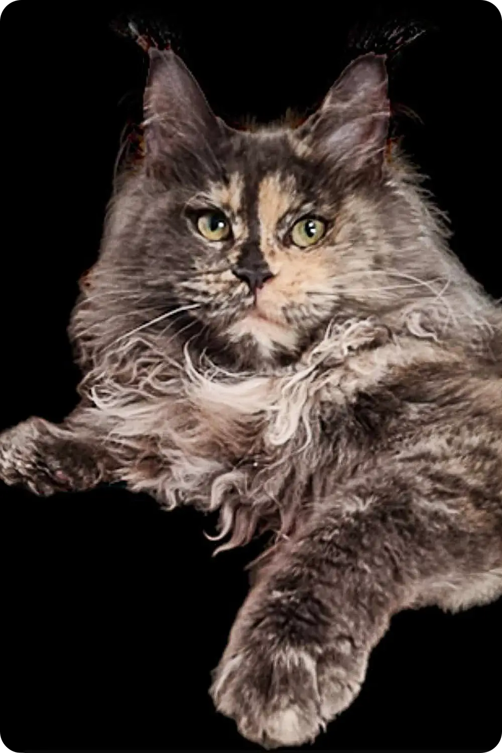 Lancom | Maine Coon Kitten