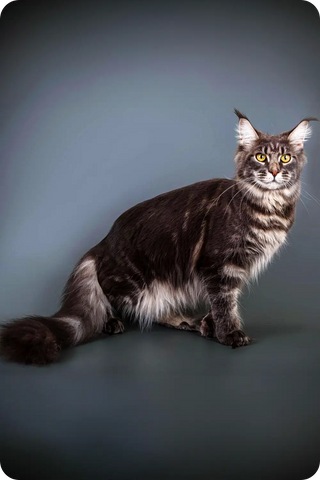 Lika | Maine Coon Kitten
