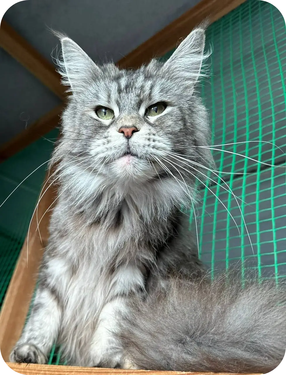 Love | Maine Coon Kitten