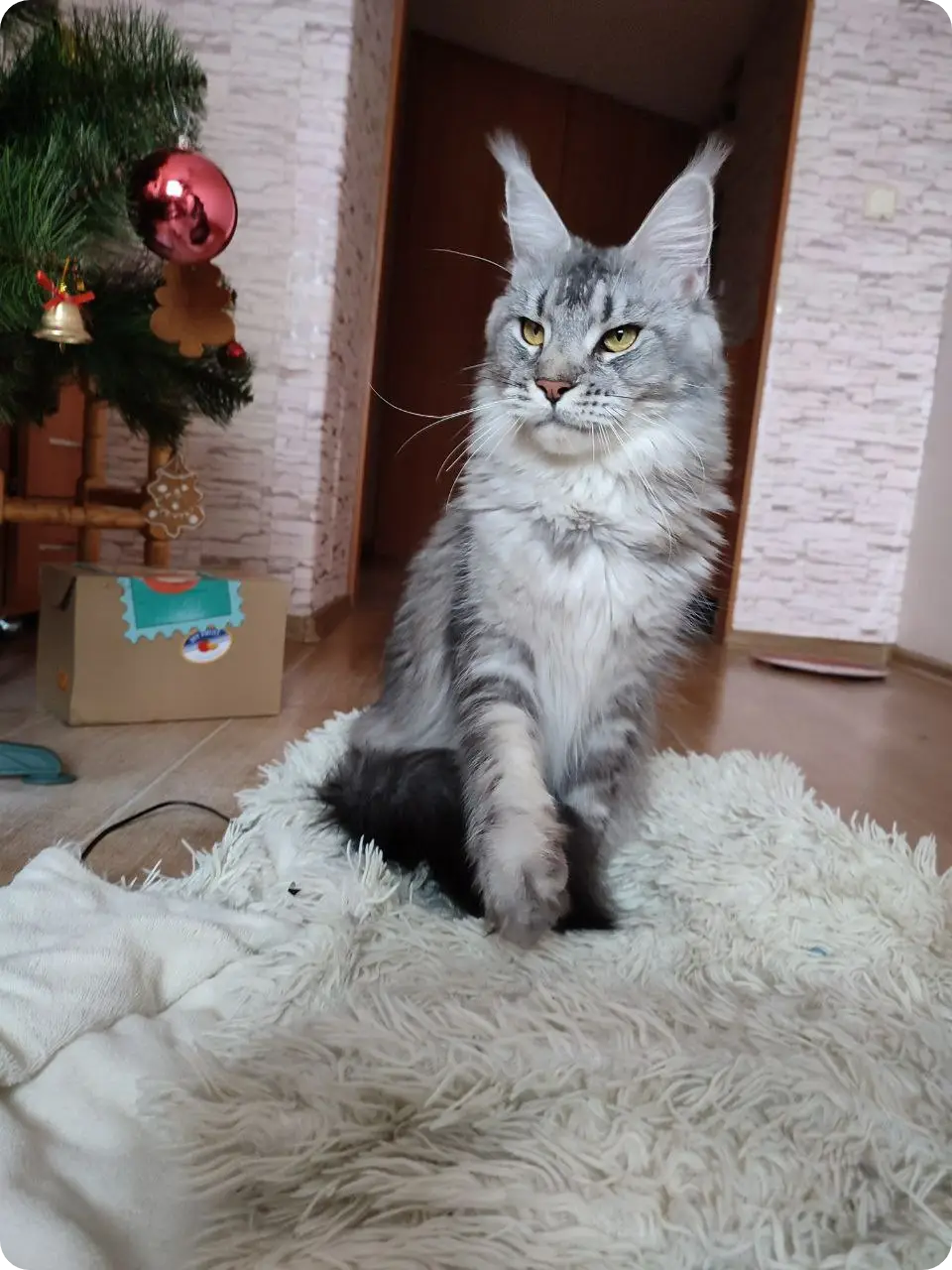 Nickel | Maine Coon Kitten