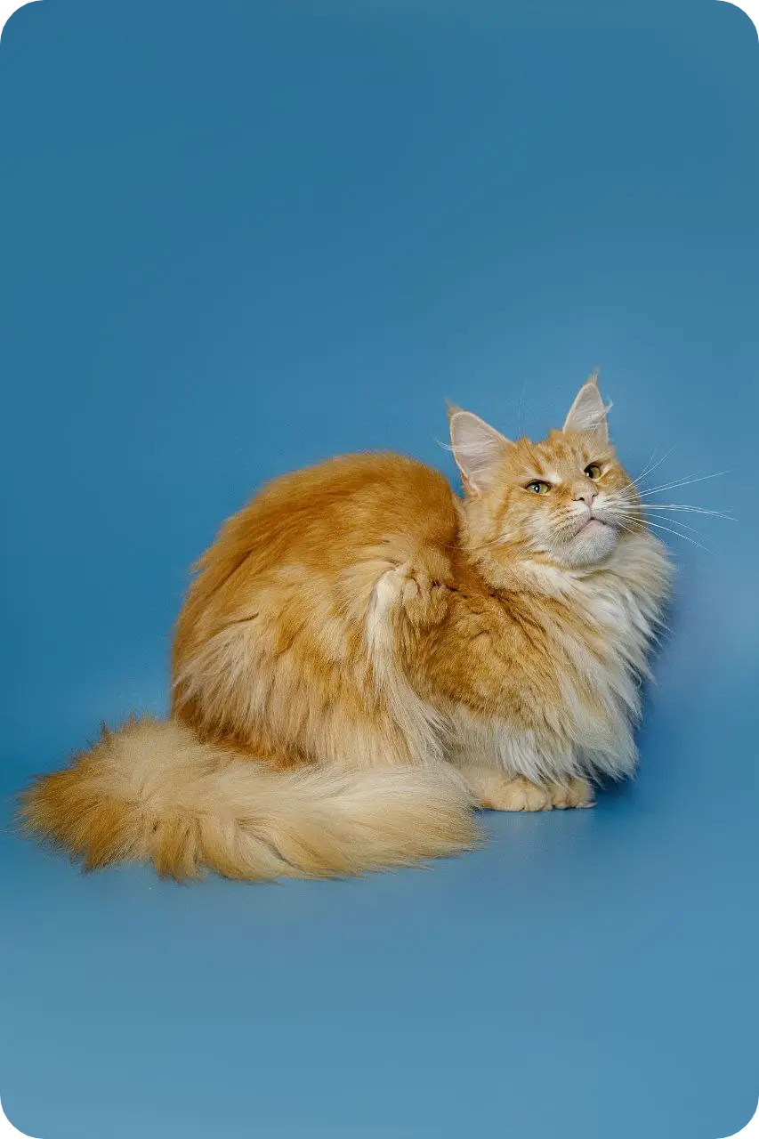 Quilt | Maine Coon Kitten
