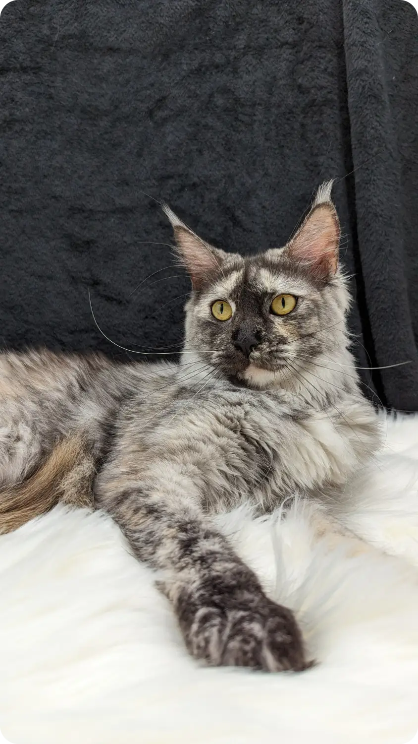 Sakura| Maine Coon Kitten