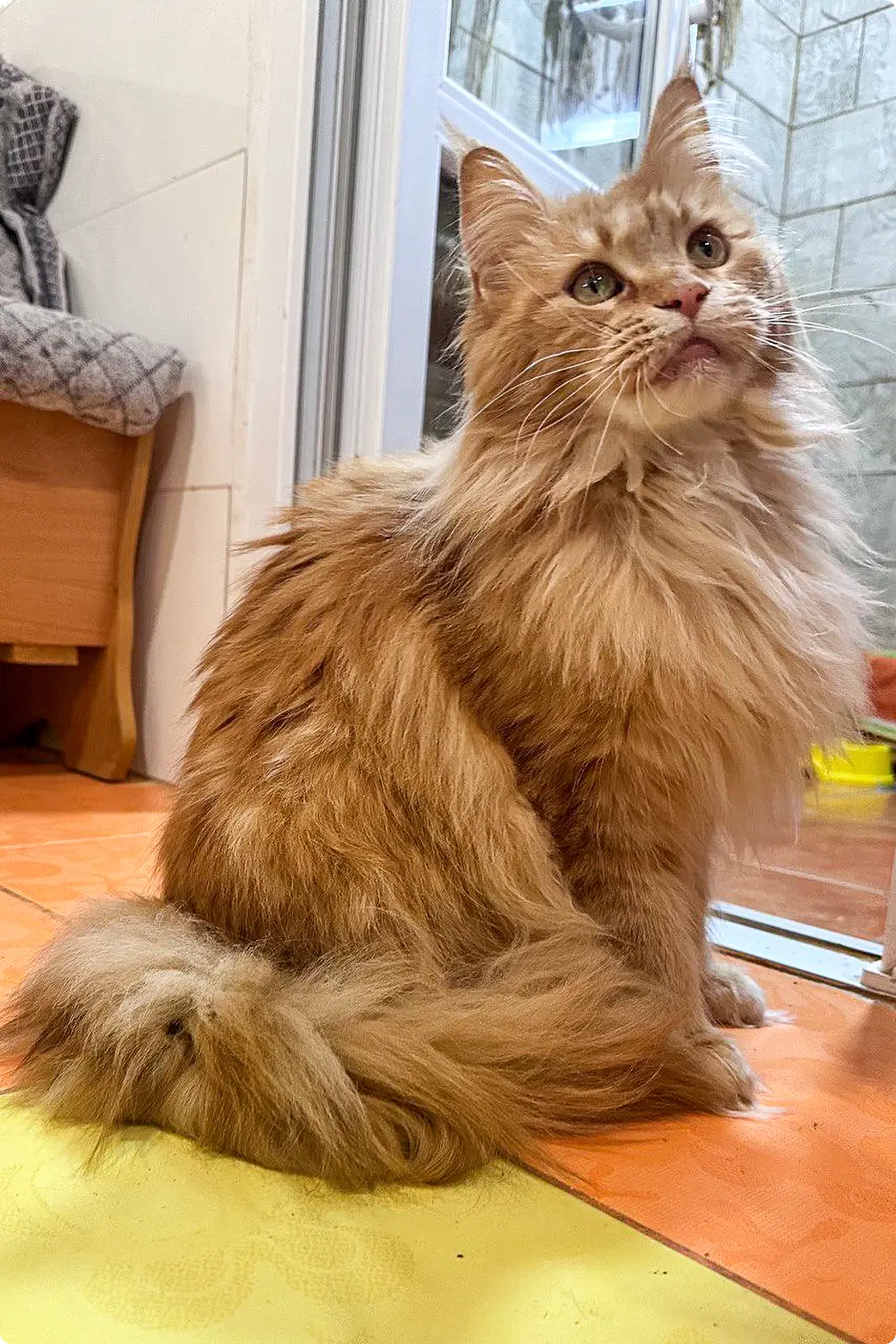 Savanna | Maine Coon Kitten