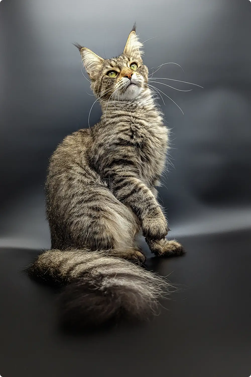 Sofia| Maine Coon Kitten