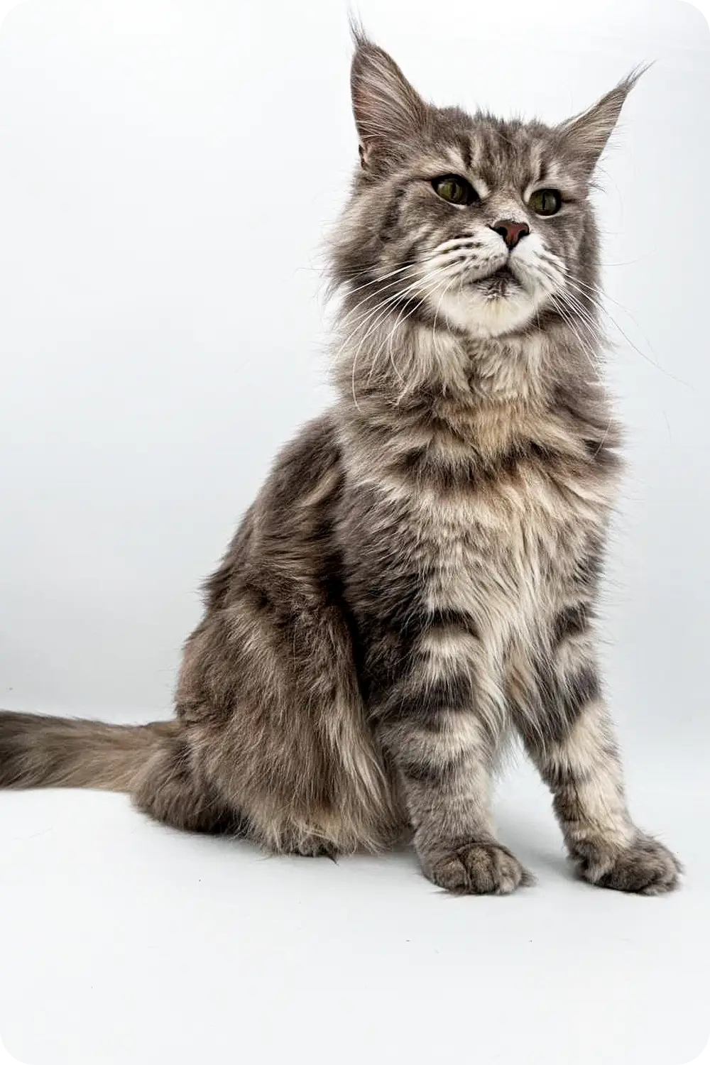 Taira | Maine Coon Kitten