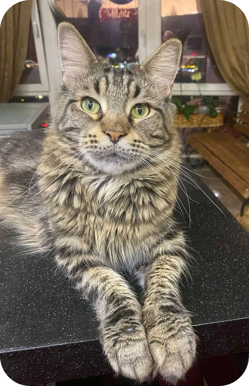 Tarius | Maine Coon Kitten