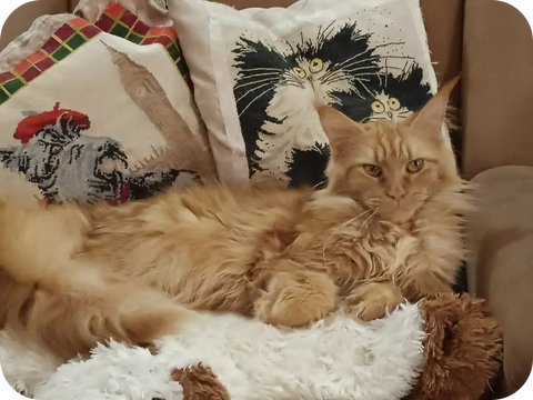 Tim | Maine Coon Kitten