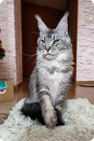 Tyson | Maine Coon Kitten