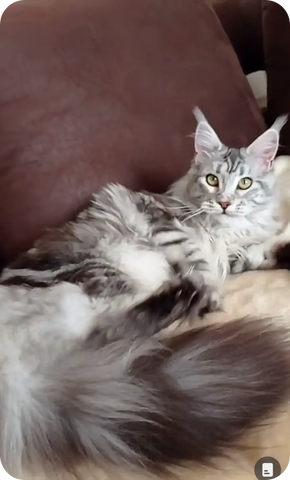 Umar | Maine Coon Kitten