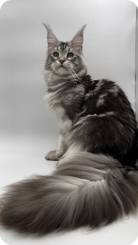 Viktor | Maine Coon Kitten