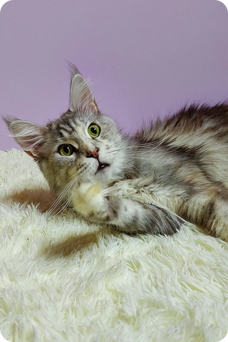 Xalva | Maine Coon Kitten