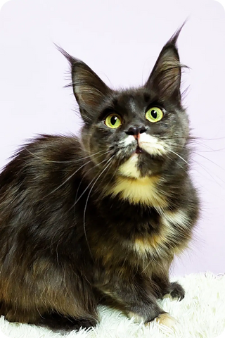 Yarisha | Maine Coon Kitten