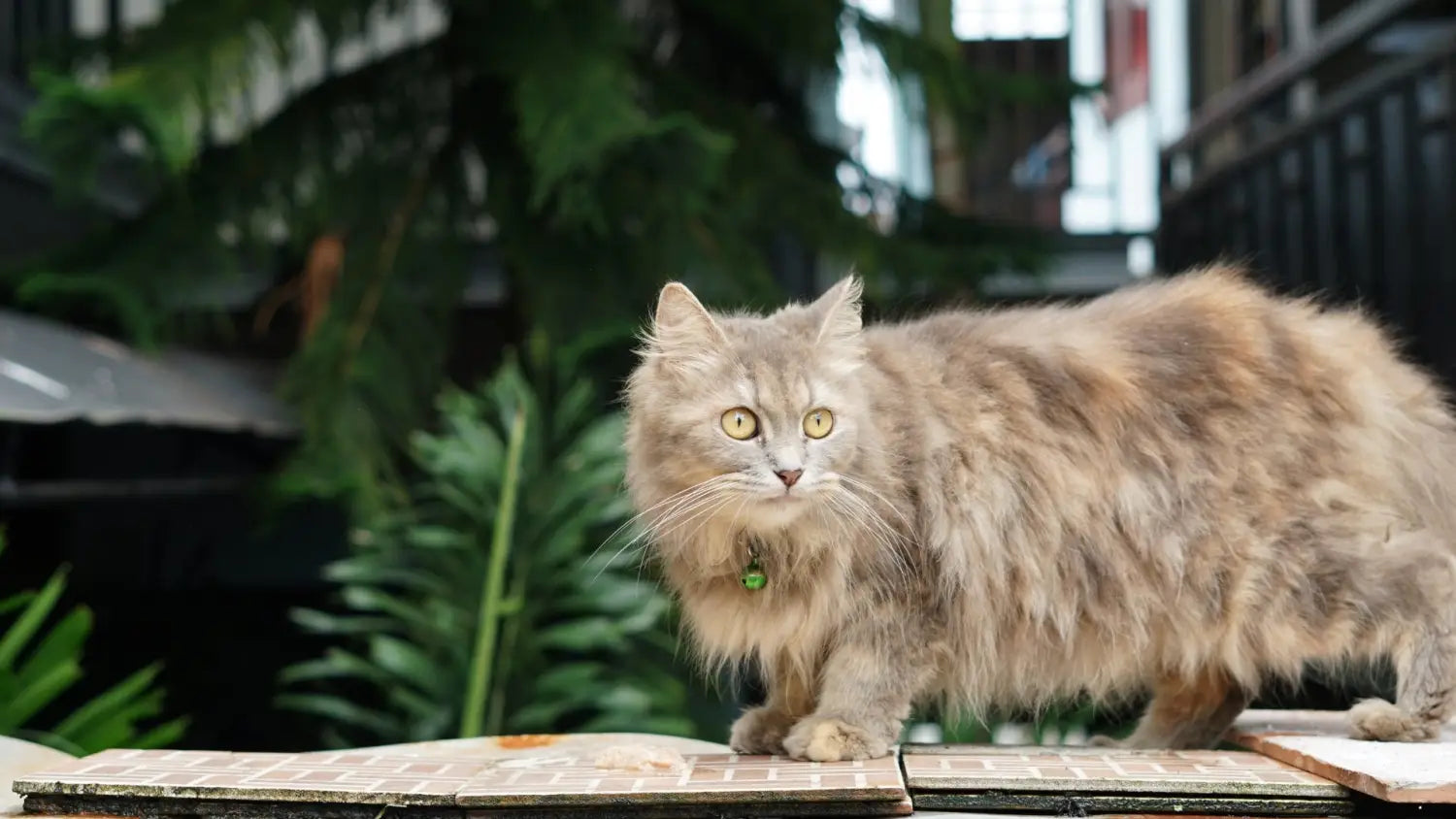 Maine coon ragdoll mix: traits care and more