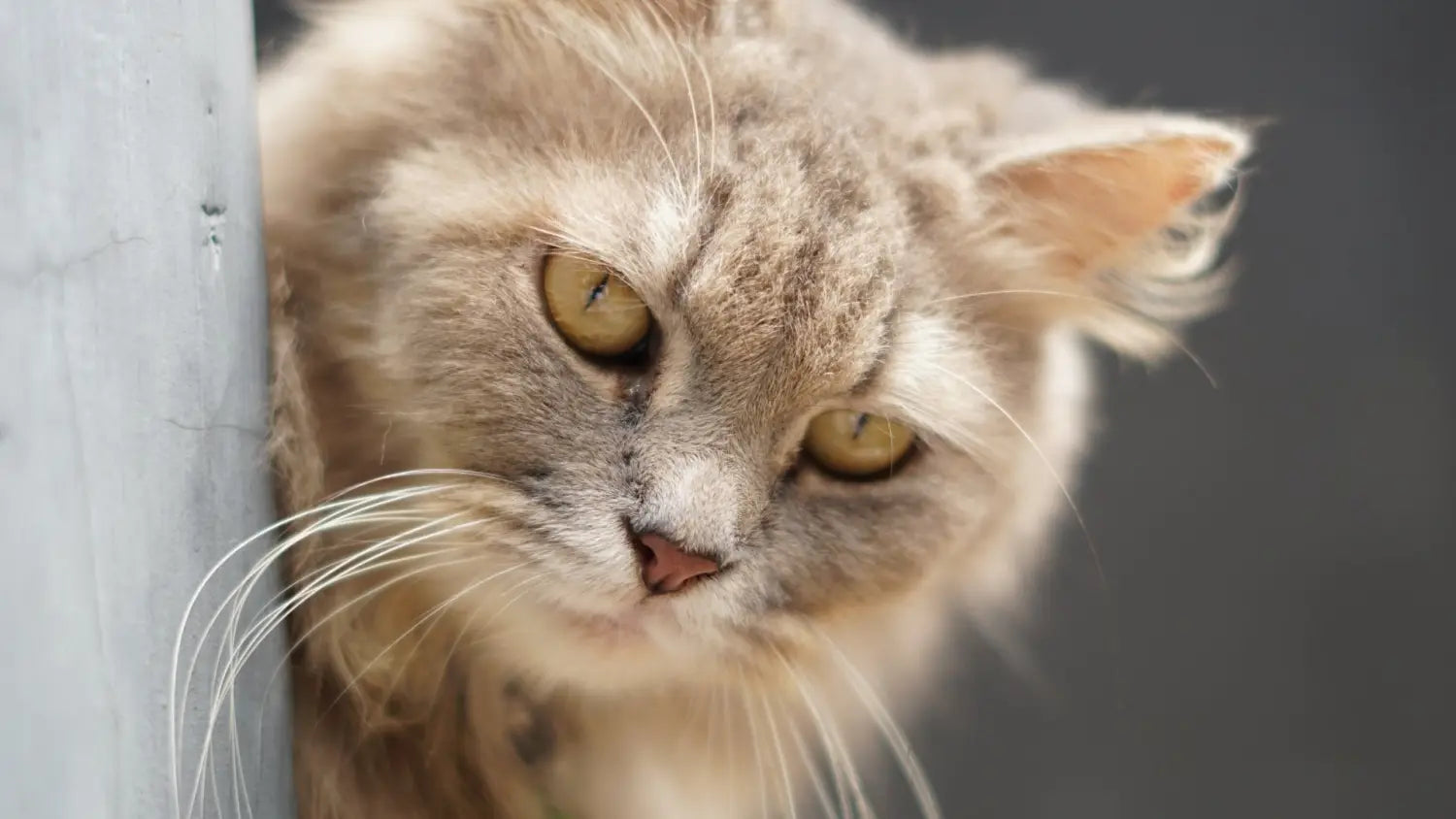 Maine coon ragdoll mix: traits care and more