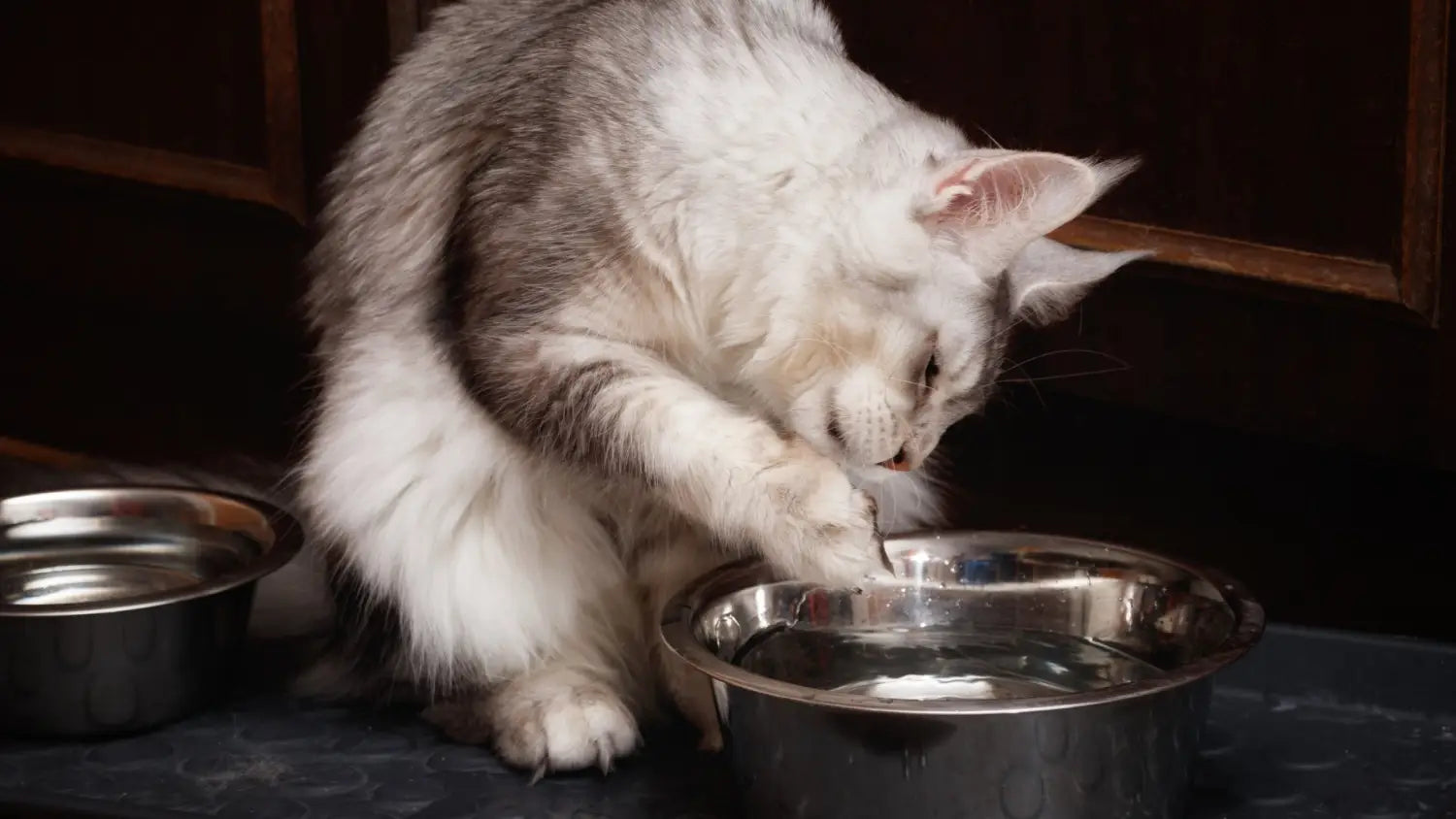 Maine coon vs. Norwegian forest cat: key differences explained