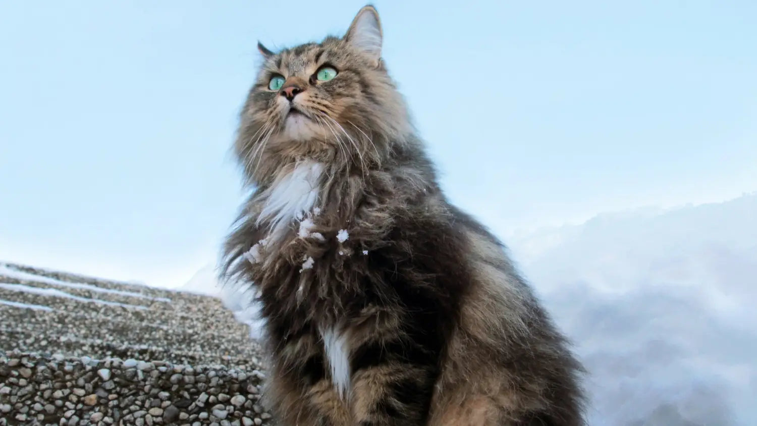 Maine coon vs. Norwegian forest cat: key differences explained