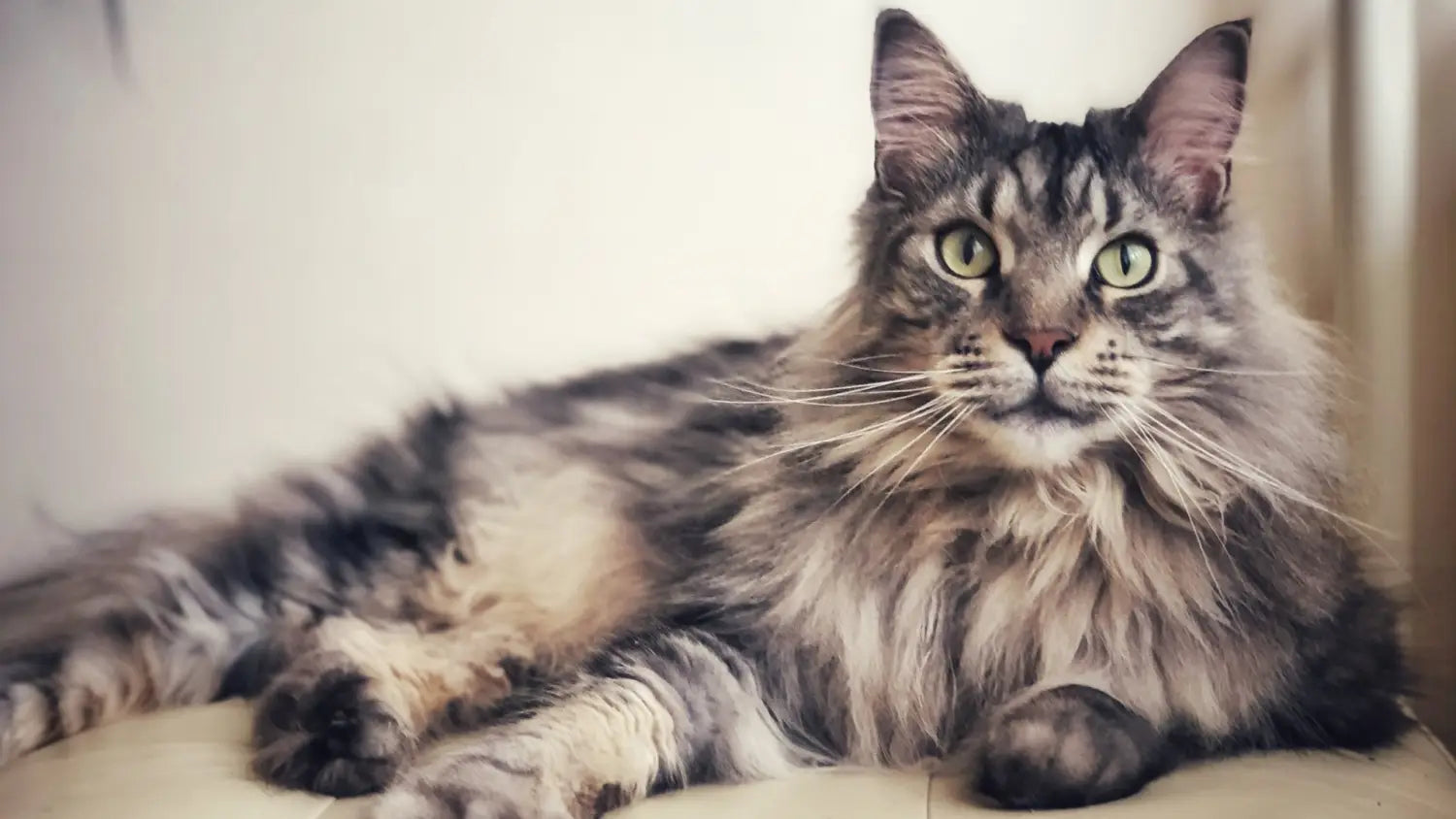 Maine coon vs. Other cat breeds: a comparison